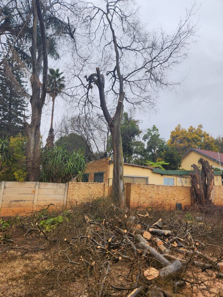 Large tree next to a boundary wall, taken down from the top in sections - cut in sections